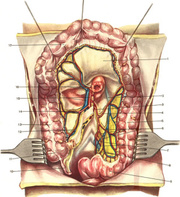 Атлас операций на брюшной стенке и органах брюшной полости В.Н.   Войл